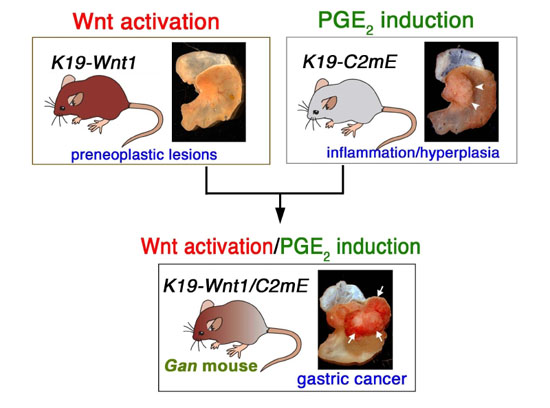 Wntシグナル亢進とPGE2経路誘導の相互作用による胃がん発生