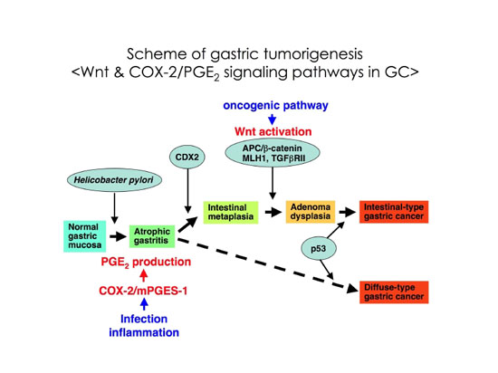 Wntシグナル亢進とPGE2経路誘導の相互作用による胃がん発生2